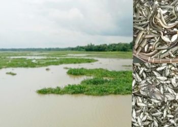 দখল ভরাটের কারণে বিলুপ্ত হচ্ছে খাল-বিল ও দেশী মাছ