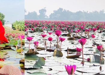 টাঙ্গাইলে লাল শাপলা বিলের সৌন্দর্য মুগ্ধতা ছড়াচ্ছে প্রকৃতি প্রেমীদের