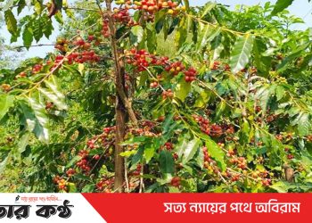 টাঙ্গাইলে কফি চাষে সফল ছানোয়ার : বছরে উৎপাদন ১ টন