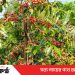 টাঙ্গাইলে কফি চাষে সফল ছানোয়ার : বছরে উৎপাদন ১ টন