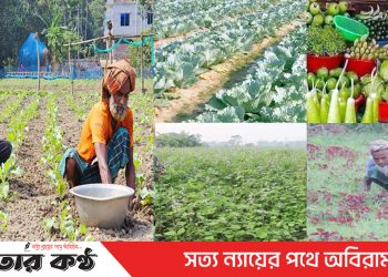 টাঙ্গাইলের কৃষকরা শীতকালীন সবজি চাষে ব্যস্ত সময় পার করছে