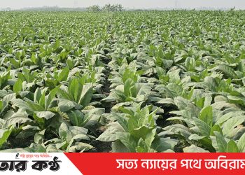 টাঙ্গাইলের বিভিন্ন উপজেলার বিস্তীর্ণ চরাঞ্চলে অবাধে তামাক চাষ
