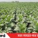 টাঙ্গাইলের বিভিন্ন উপজেলার বিস্তীর্ণ চরাঞ্চলে অবাধে তামাক চাষ