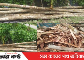টাঙ্গাইলে বনের সম্পদ শাল গজারী গাছ ব্যবহার হচ্ছে পাইলিং ও ঘর নির্মাণে