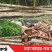 টাঙ্গাইলে বনের সম্পদ শাল গজারী গাছ ব্যবহার হচ্ছে পাইলিং ও ঘর নির্মাণে